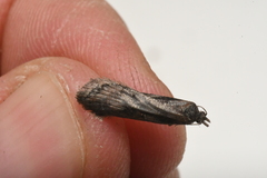 Acleris pulverosana