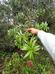 Podocarpus oleifolius