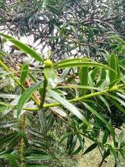 Podocarpus oleifolius