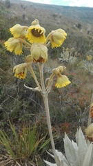 Espeletia grandiflora