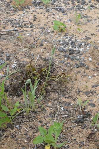 Image of Plantago hookeriana by (c) Dan Johnson, some rights reserved (CC BY)