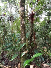 Podocarpus oleifolius