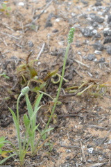 Plantago hookeriana