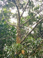 Podocarpus oleifolius