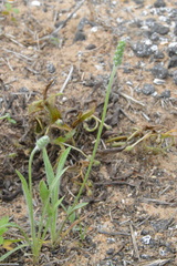 Plantago hookeriana