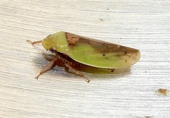 Ponana