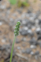 Plantago hookeriana
