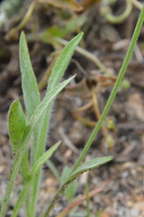 Plantago hookeriana