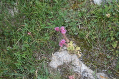 Sempervivum pumilum