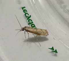 Orocrambus cyclopicus