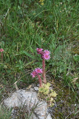 Sempervivum pumilum