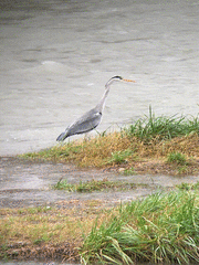 Ardea cinerea