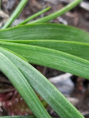 Allium angulosum