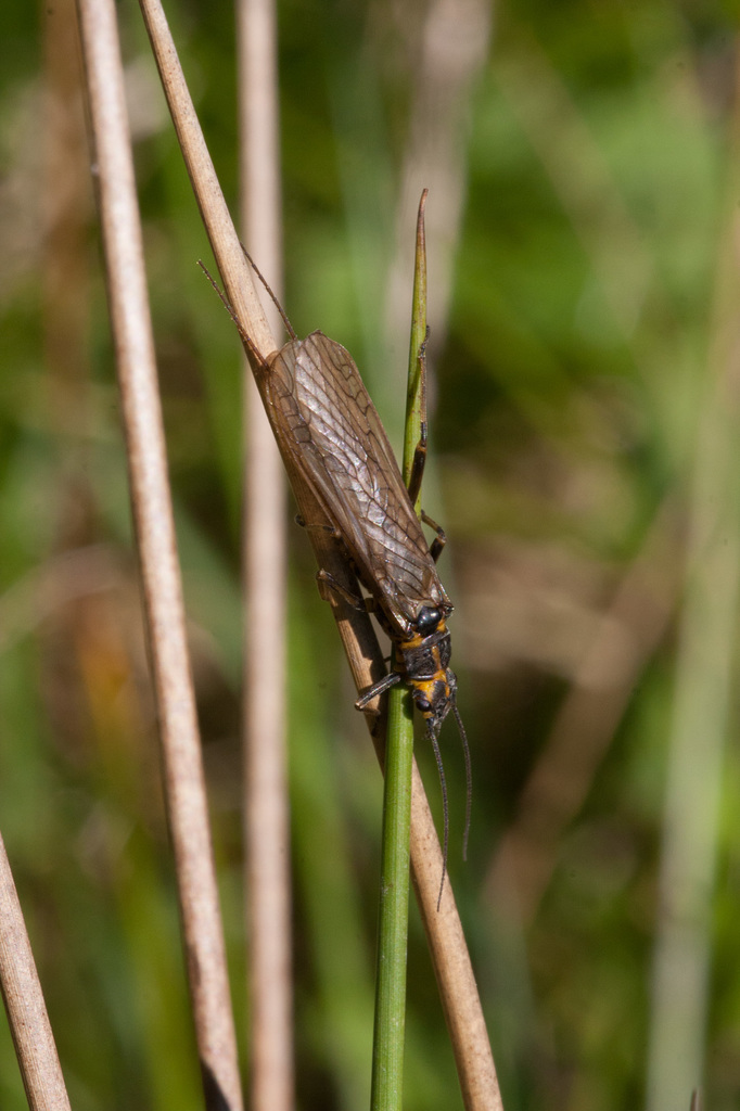 Systellognatha