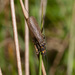 Systellognatha - Photo (c) Bastiaan Notebaert, some rights reserved (CC BY-NC), uploaded by Bastiaan Notebaert