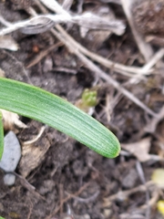Allium angulosum