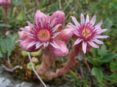 Sempervivum pumilum