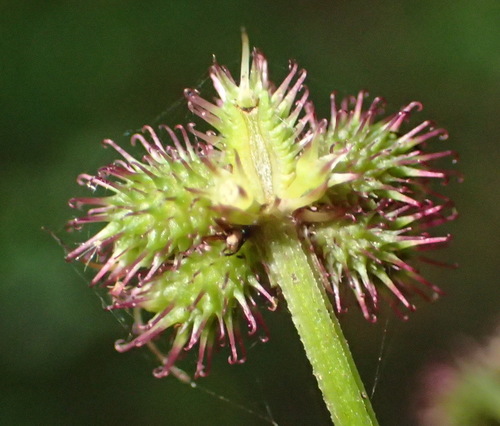 Sanicula elata
