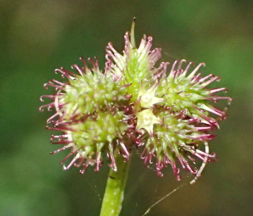 Sanicula elata