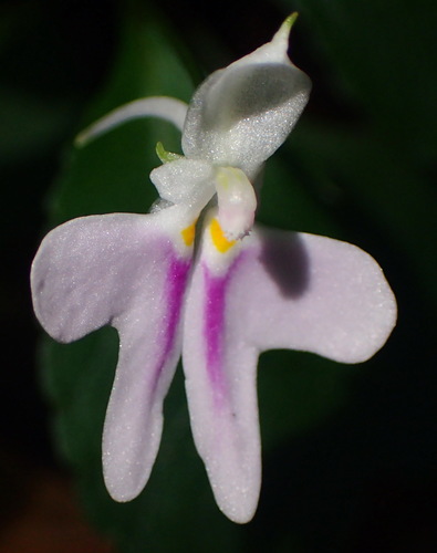 Impatiens hochstetteri