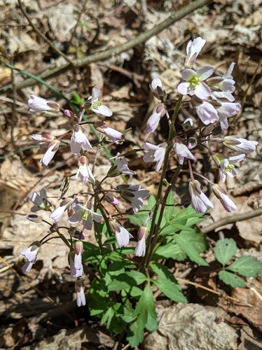 iNaturalist observation 2021-04-06