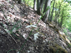 Anthericum liliago