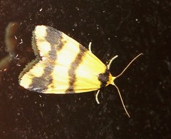 Thallarcha chrysochares