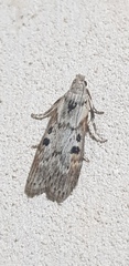 Lamoria anella