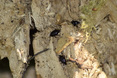 Scaphium immaculatum