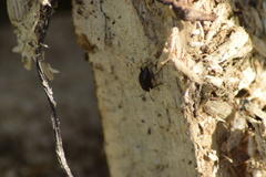 Scaphium immaculatum