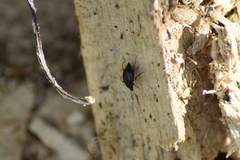 Scaphium immaculatum