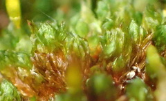Schlotheimia