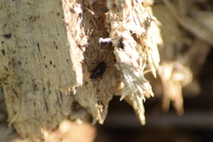 Scaphium immaculatum