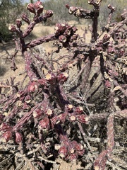 Cylindropuntia thurberi versicolor
