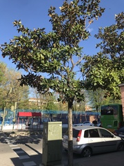 Magnolia