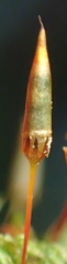 Schlotheimia