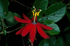 Passiflora manicata