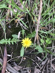 Taraxacum officinale