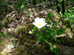 Drymocallis rupestris
