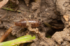 Chaetophiloscia elongata