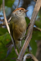 Hylophilus amaurocephalus
