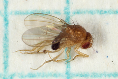 Drosophila melanogaster