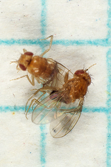 Drosophila melanogaster