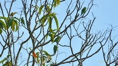 Brotogeris versicolurus