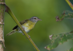 Ashy-Headed Greenlet photo 2