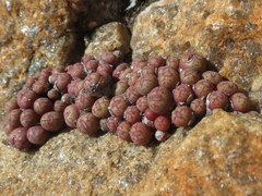 Conophytum uviforme decoratum