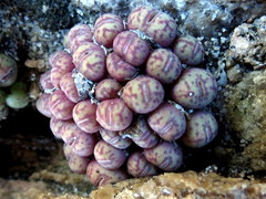 Conophytum uviforme decoratum
