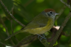 Hylophilus poicilotis