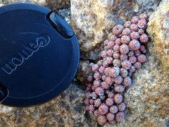 Conophytum uviforme decoratum