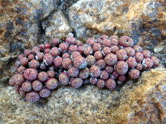 Conophytum uviforme decoratum
